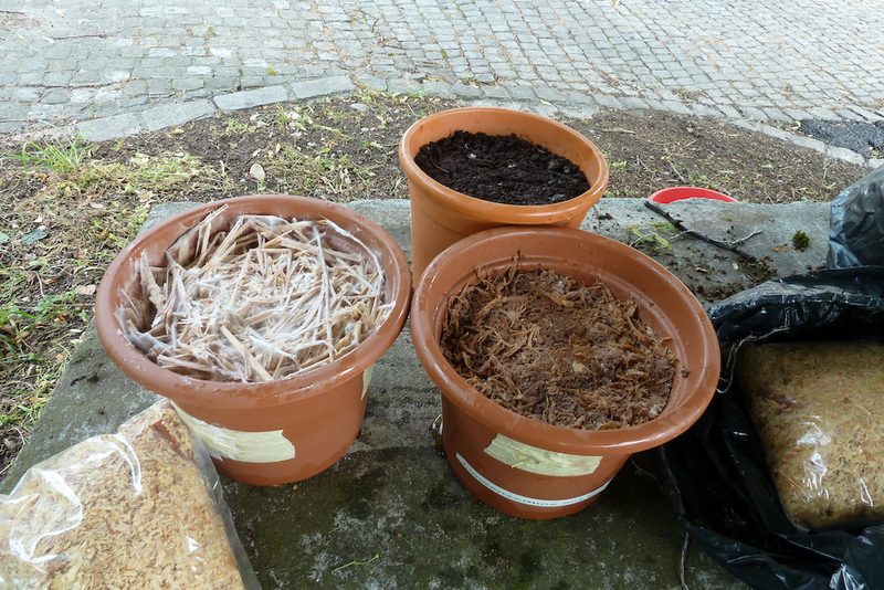 Mit beimpftem Holz eine eigene Pilzzucht im Garten anlegen