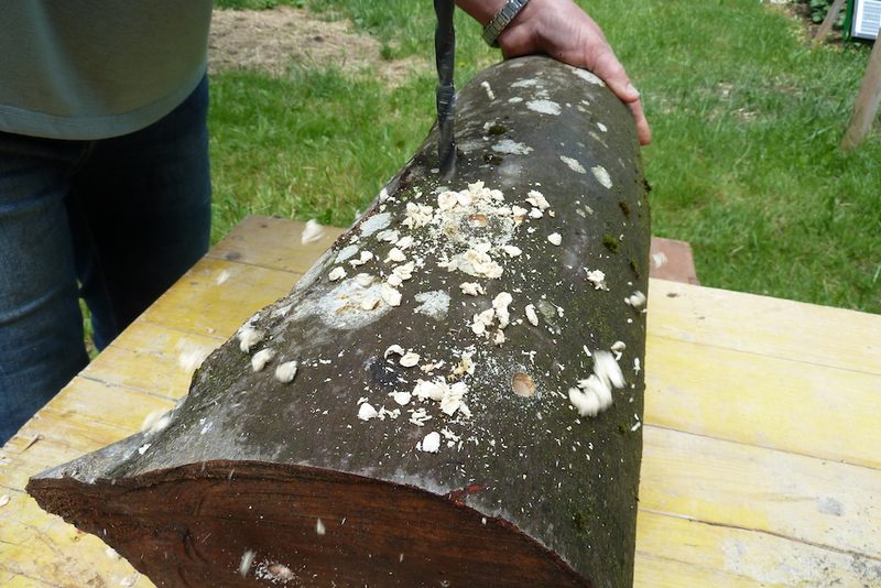 Mit beimpftem Holz eine eigene Pilzzucht im Garten anlegen