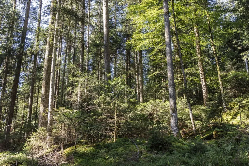 Benjamin Ramseier nutzt den Wald als Plenterwald. Die Bäume werden einzeln gefällt und durch die Verjüngung bleibt der Hochwald erhalten.
