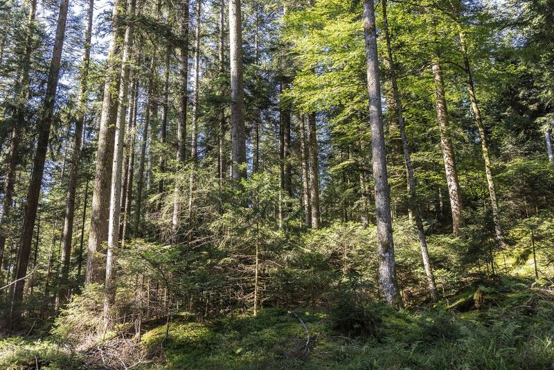 Benjamin Ramseier nutzt den Wald als Plenterwald. Die Bäume werden einzeln gefällt und durch die Verjüngung bleibt der Hochwald erhalten.