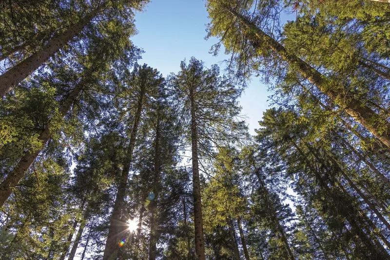 In einem regelmässig gepflegten und genutzten Wald, wachsen die Bäume schöner zum Himmel.