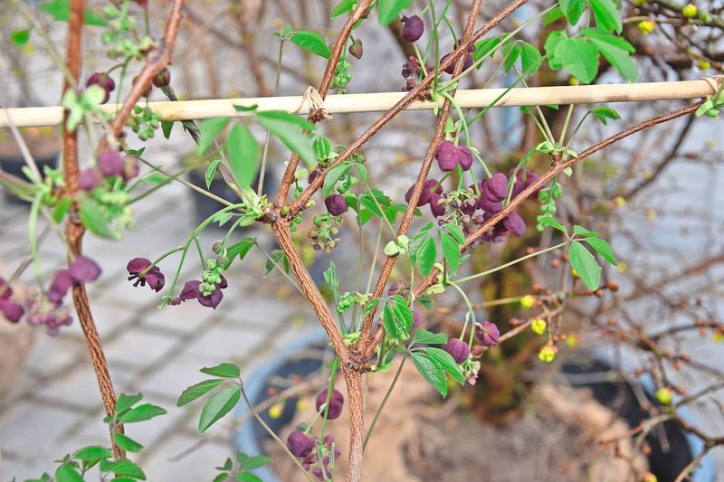 Eine Akebie, eine Klettergurke. Sie zeigt im Frühling violettbraune, duftende Blüten, aus denen essbare Früchte wachsen.