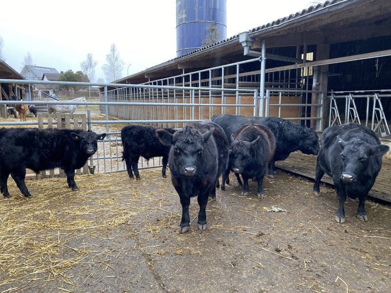 Lowline Cattle sind Mutterkühe im Miniformat mit grosser Nachfrage