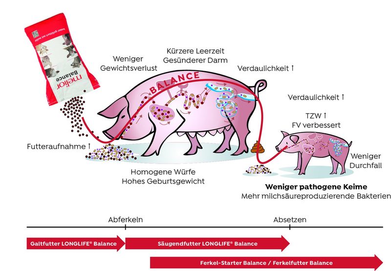 Balance im natürlichen Kreislauf – für gesunde Sauen und starke Ferkel