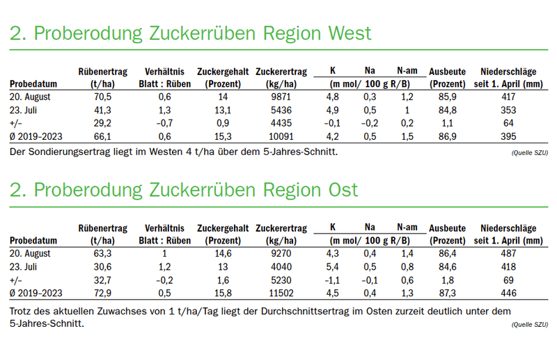 Rübenrüssler überall – was tut die Zuckerbranche?