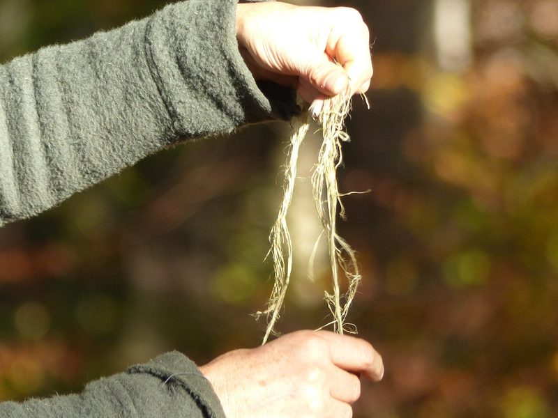 Die Brennnessel: Unkraut oder Wunderpflanze?