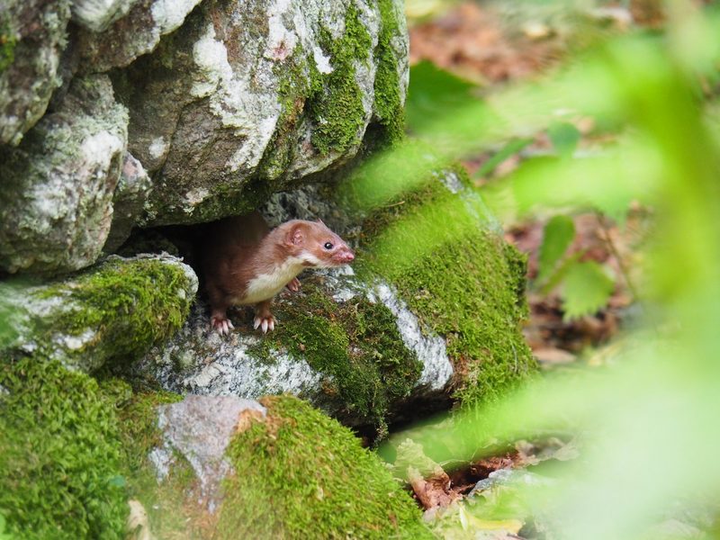 Pro Natura fördert im Raum Glarus die Ausbreitung von Hermelin und Mauswiesel