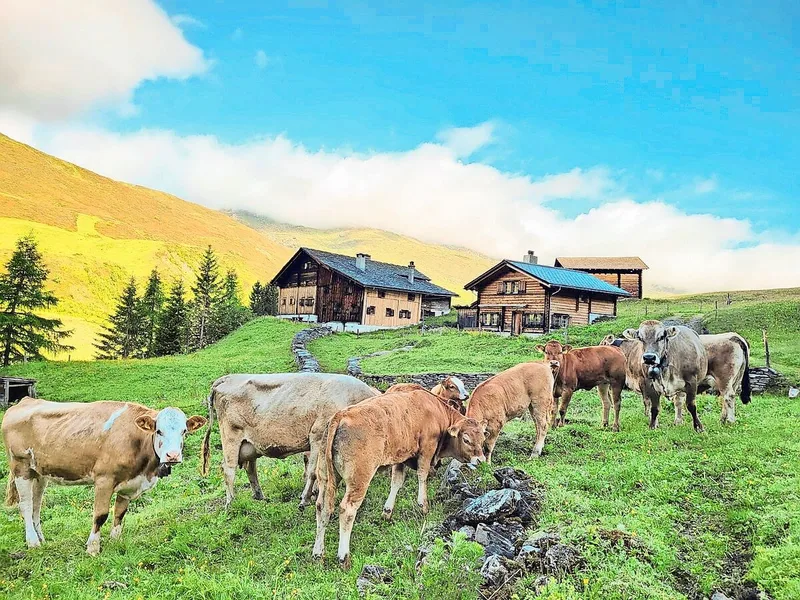 So idyllisch es aussieht: Das Alpleben ist mit strenger Arbeit verbunden. Hier auf der Alp Bodenälpli in Thalkirch.
