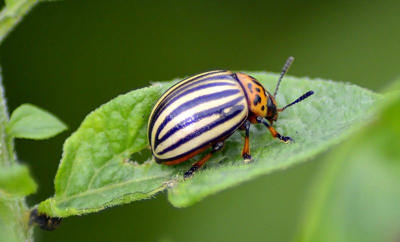 Biodiversität – was ist das und was bringt das?
