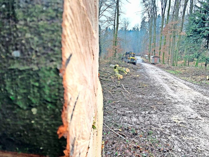 Es müsste viel mehr geholzt werden, findet Marcel Züger. Er propagiert auch stärkere Störungen zugunsten spezialisierter Arten.