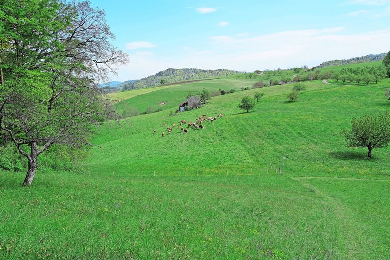 Landwirtschaft und Landschaft – die Wiesentouren erzählen von der wertvollen Arbeit der Bauern.