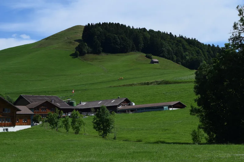 Bauernverband Appenzell: Der neue Präsident ist ein Netzwerker