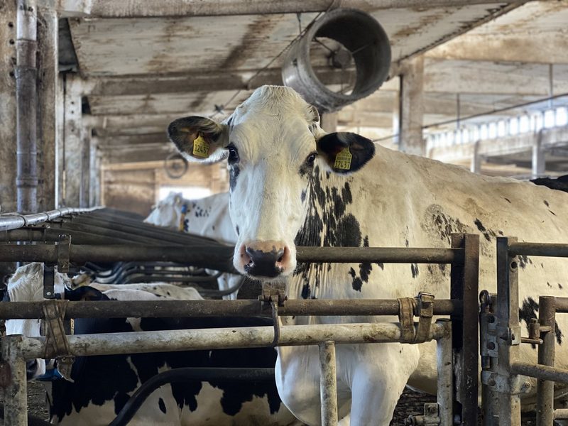 Hagen Hartmann hat 950 Milchkühe im Stall: «Zum Traktor fahren komme ich nicht»