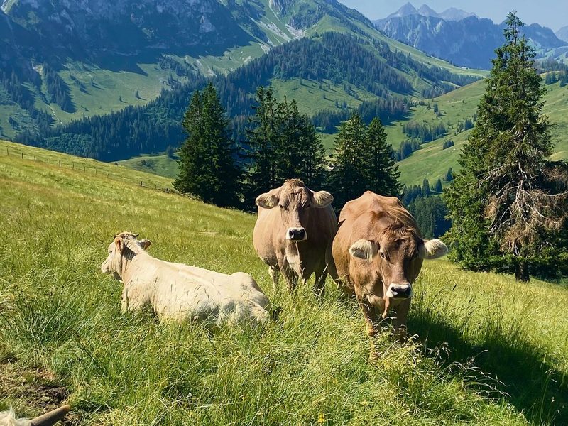 «Im Moment ist der Verband einfach noch sehr stur», sagt Kaspar Tschümperlin, der Züchter dieser Tiere. Obwohl viele seiner hornlosen Kühe über 99 Prozent Blutanteil haben, werden sie im OB-Herdebuch nicht akzeptiert.