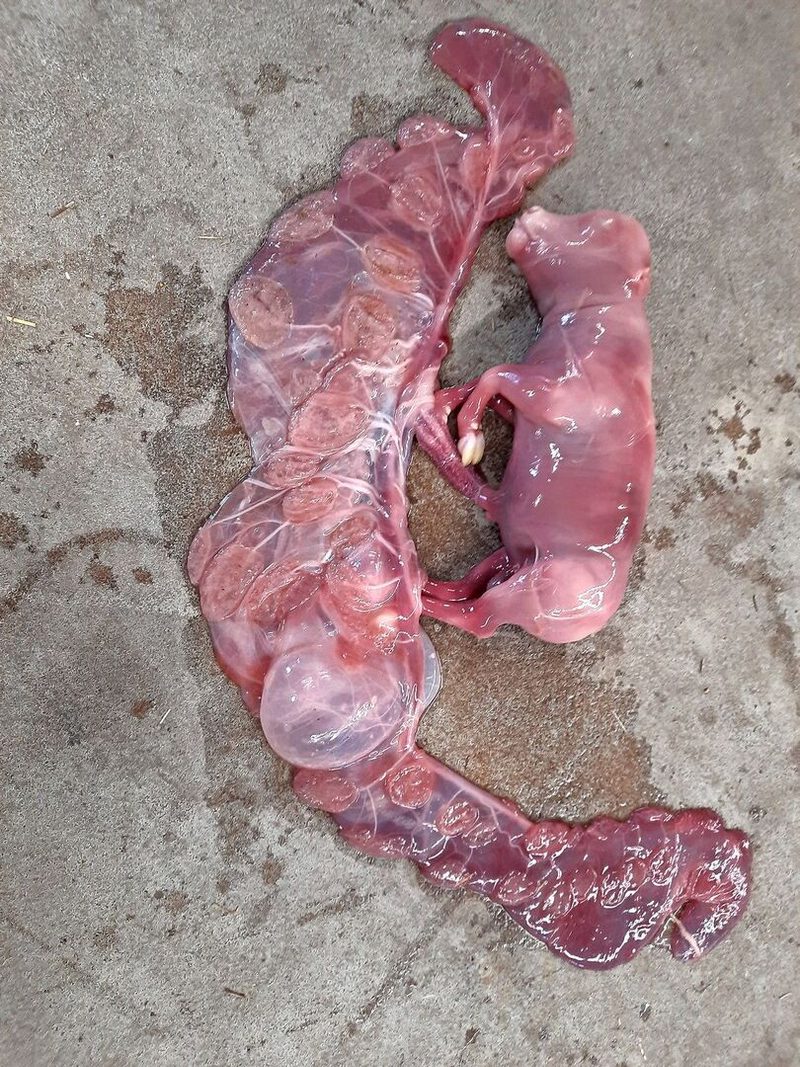Neospora caninum zählt zu den häufigsten infektiösen Abortursachen beim Rind.