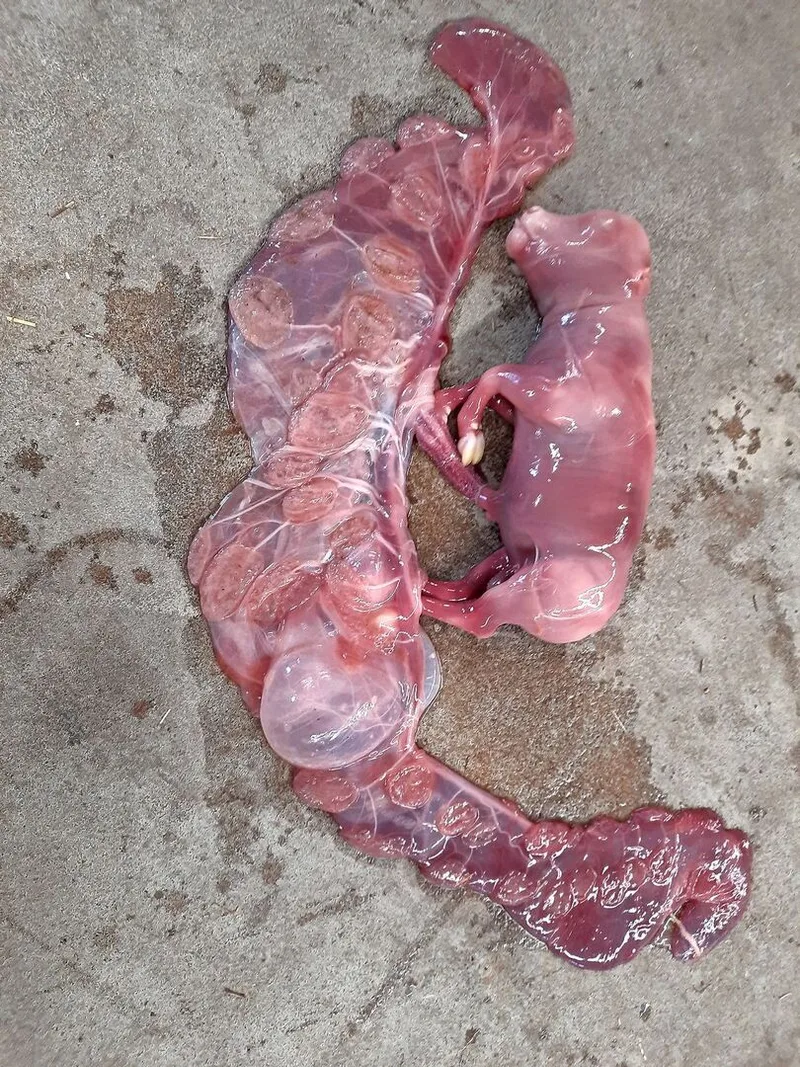 Neospora caninum zählt zu den häufigsten infektiösen Abortursachen beim Rind.