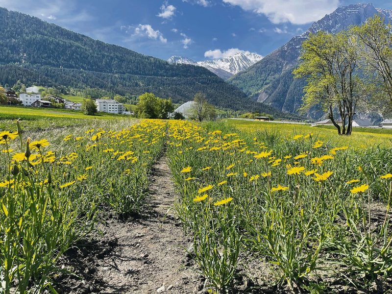 Auf diesem Feld gedeihen Wildblumen.