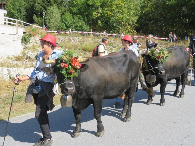 Alpabzug 2019: Bilder und Videos von Alpabfahrten aus der ganzen Schweiz
