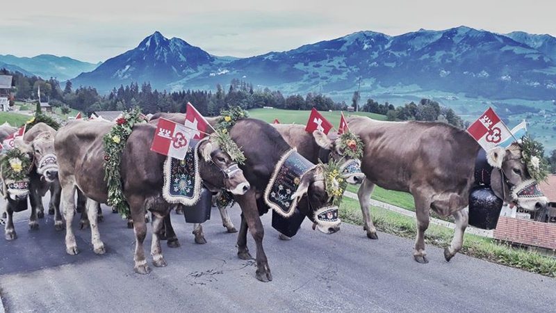 Alpabzug 2019: Bilder und Videos von Alpabfahrten aus der ganzen Schweiz