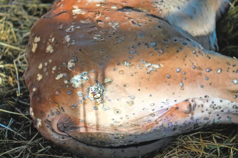 Knoten auf der Haut gehören zu den typischen Symptomen der Tierseuche Lumpy Skin Disease (LSD).