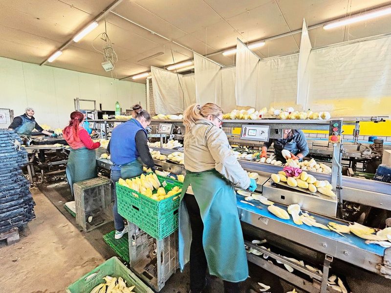 Im Aufbereitungsraum zupften die Mitarbeitenden den Chicorée zurecht und verpacken ihn in die 500 g-Säcke für den Verkauf.