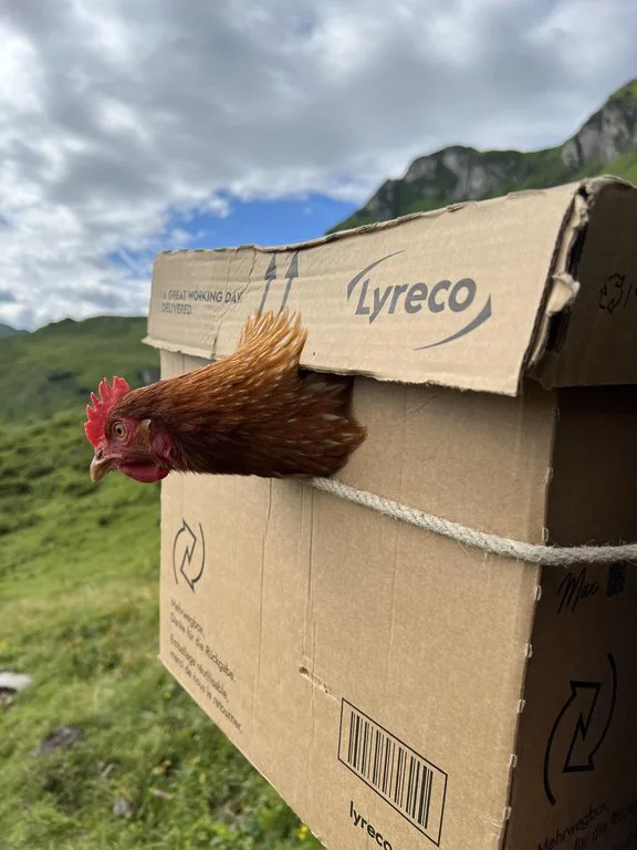 Grosse Aufregung vor dem Zügeln ins Obersäss