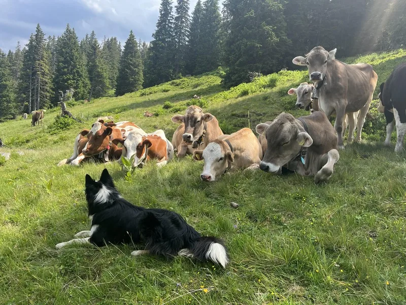 Grosse Aufregung vor dem Zügeln ins Obersäss