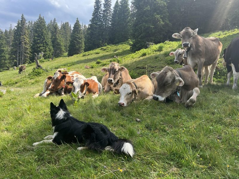 Grosse Aufregung vor dem Zügeln ins Obersäss