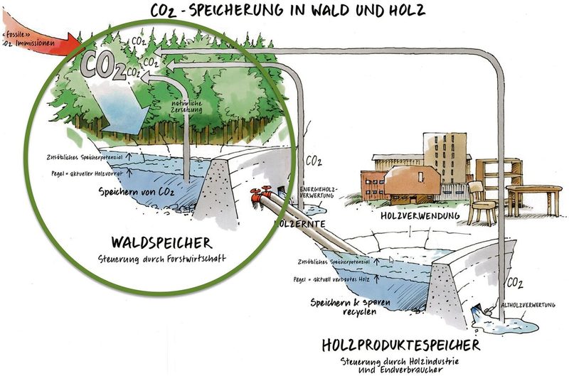 CO2 kann im Wald und im Holz gespeichert werden. Beide Speicherseen ergänzen sich.