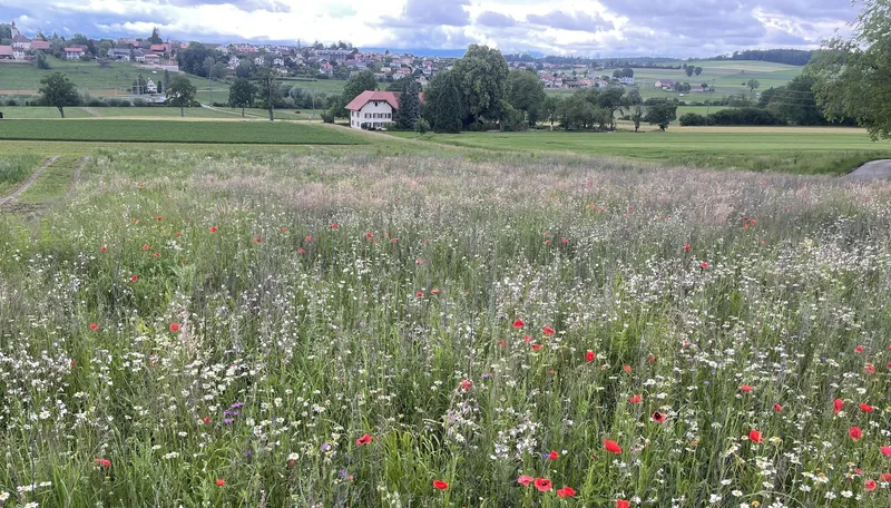 Zwischen Kartoffeln und Buntbrache: David Perler führt einen vielseitigen Betrieb