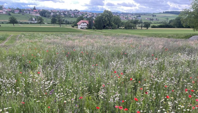 Zwischen Kartoffeln und Buntbrache: David Perler führt einen vielseitigen Betrieb