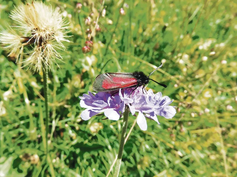 Durch die Wanderziegen konnte der Lebensraum der Bibernell-Widderchen, ein Schmetterling, erhalten werden.