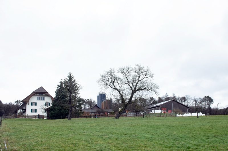 Kein Starterfutter, kein Pulver: Wie Andreas Friedli 12 000 Kilo Stallschnitt erreicht