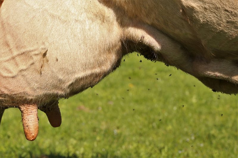 Weideparasit: Die Kriebelmücke vermiest den Weidestart
