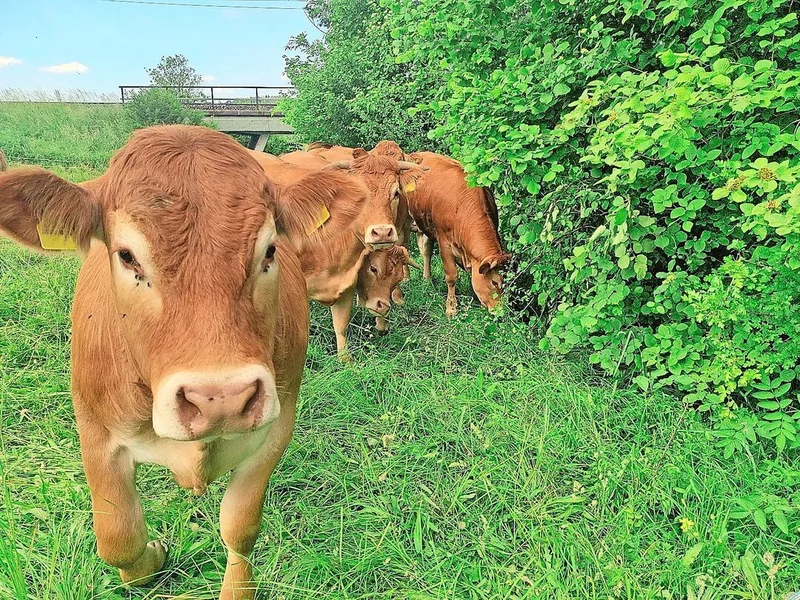 Die Limousin-Rinder können sich an den Futtergehölzen der Hecken selber bedienen.