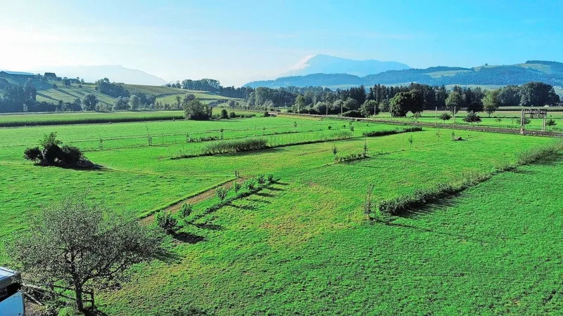 Auf dem Betrieb Reusshöfe in Oberrüti wurden schon viele Hecken gepflanzt.