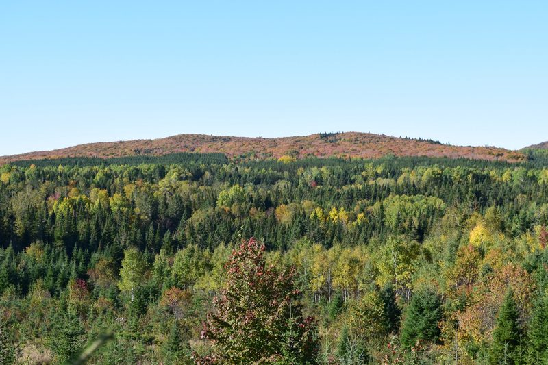 Kanada: Ahornsirup-Produktion mit 27'000 Bäumen