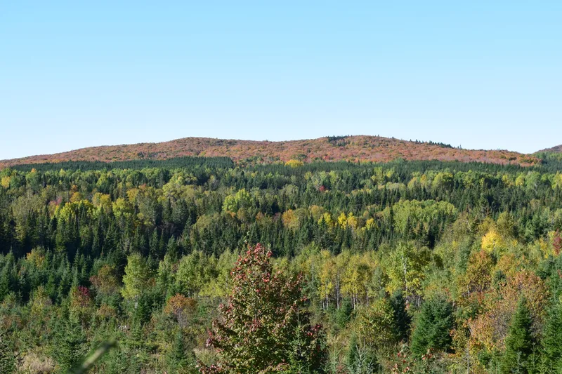 Kanada: Ahornsirup-Produktion mit 27'000 Bäumen