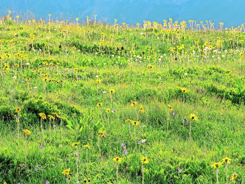 Alpweiden dürften produktiver werden. Welche Arten aber gewinnen oder verlieren, hängt nicht nur von Schneeschmelze und Temperatur ab.