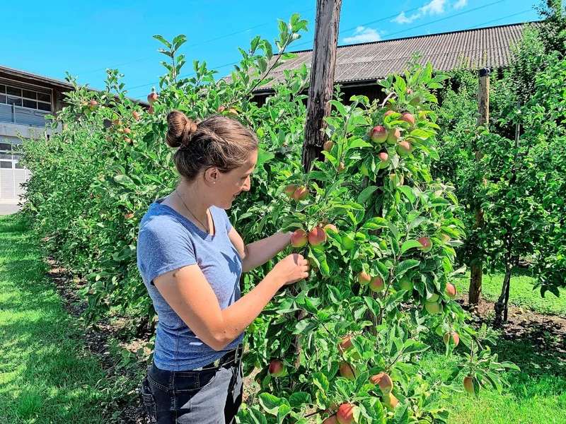 Bald reif: Äpfelbäume nahe des Hofladen. Der Obstbau und die Direktvermarktung haben auf dem elterlichen Betrieb eine grosse Bedeutung.
