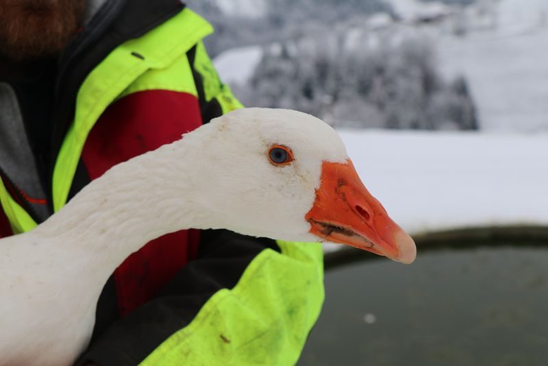 Rarität auf der Schweizer Weihnachtstafel: die Weidegans