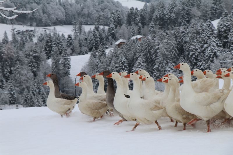 Rarität auf der Schweizer Weihnachtstafel: die Weidegans
