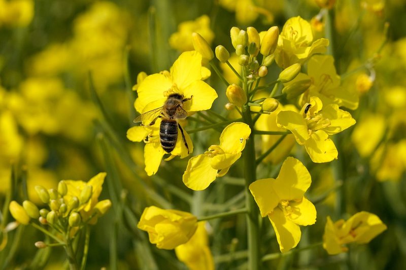 In diesen Regionen gab es viel und in diesen wenig Honig