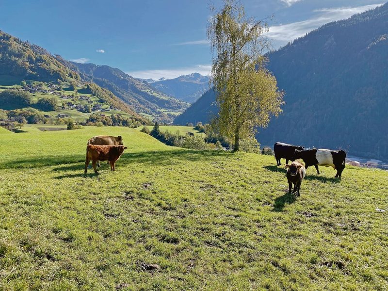Scheint für eine Weile die Sonne, steigen die Temperaturen im Herbst noch einmal sprunghaft an.