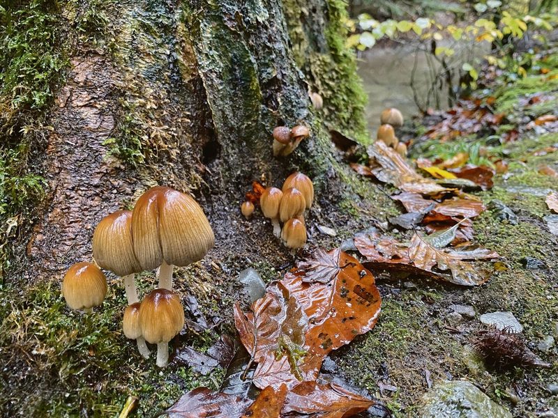 Nach dem trockenen Sommer bringt die Nässe im Herbst die Pilze zum Spriessen.