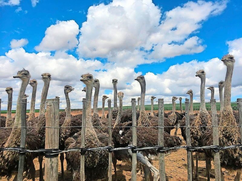 Südafrika ist enorm vielfältig, und die Landwirtschaftsbetriebe sind meist riesig. Auf dem Reiseprogramm stand etwa der Besuch einer Farm, auf der als Betriebszweig 25 000 Strausse gehalten werden.