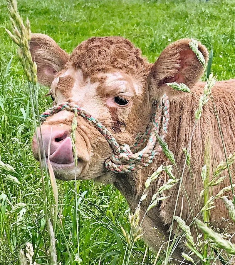 Ein Kalb mit Halfter um den Kopfsteht im hohen Gras. Am Kopf sind Hautveränderungen zu sehen.