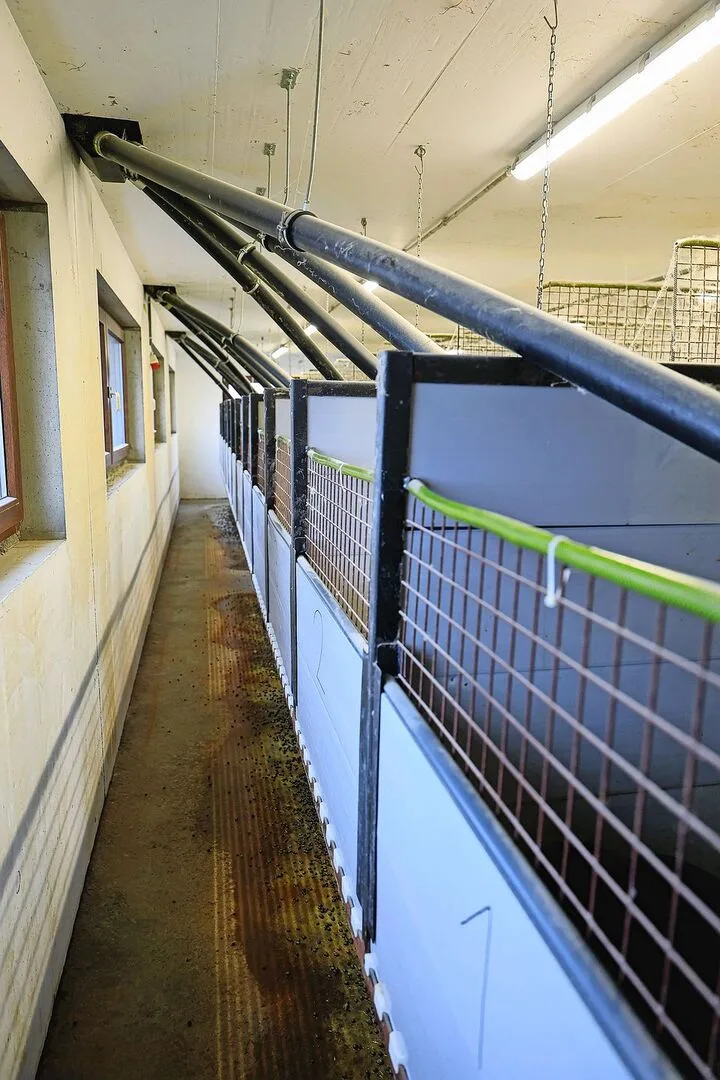 Im neuen Mastkaninchenstall führen die Leitungen vom Futtersilo direkt in die einzelnen Buchten.