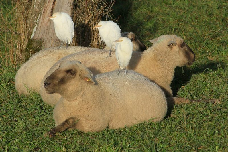 Der Kuhreiher mag nicht nur Kühe und brütet neuerdings in der Schweiz