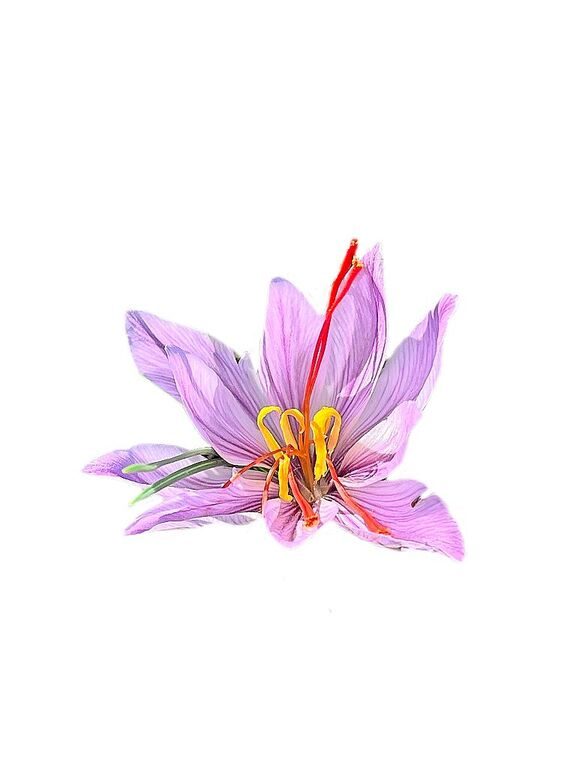 Eine vergrösserte Safranblüte.